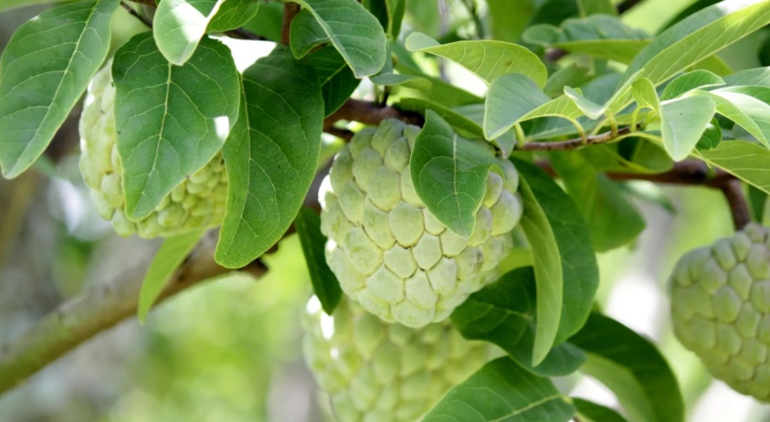Na Chất Thảo 01