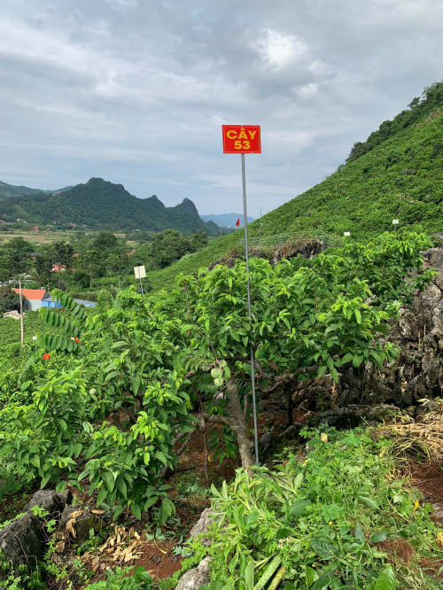 Na Chất Thảo 53