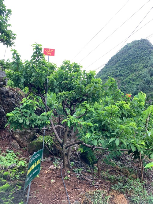 Na Chất Thảo 04