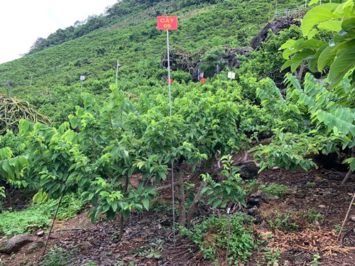 Na Chất Thảo 05