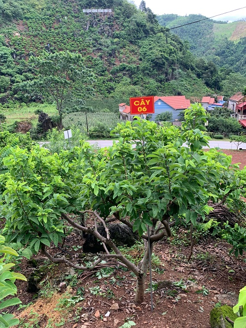 Na Chất Thảo 06