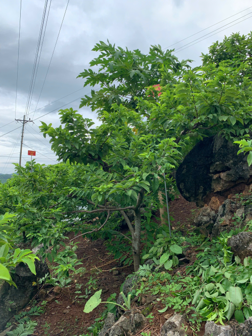 Na Giang Hoan 100
