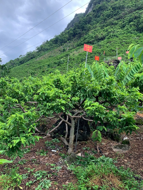 Na Chất Thảo 10