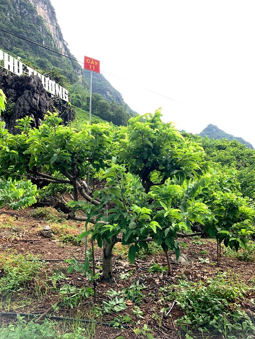 Na Chất Thảo 11