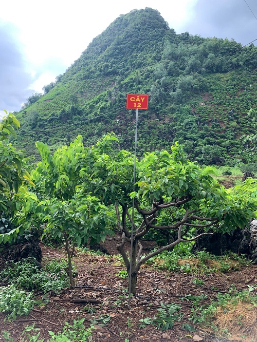 Na Chất Thảo 12
