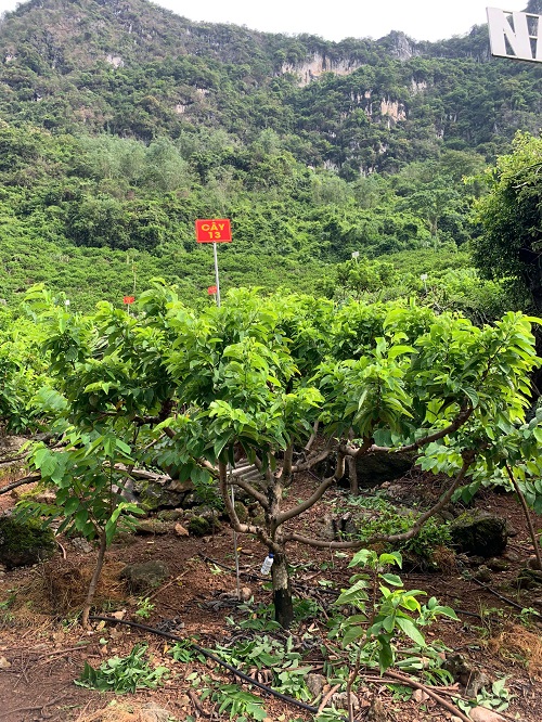Na Chất Thảo 13