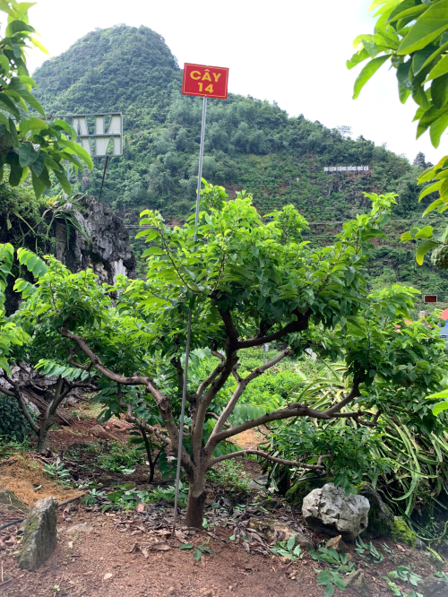 Na Chất Thảo 14