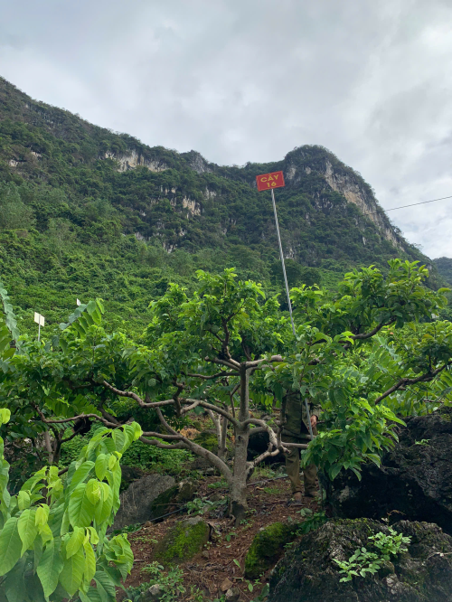 Na Chất Thảo 16