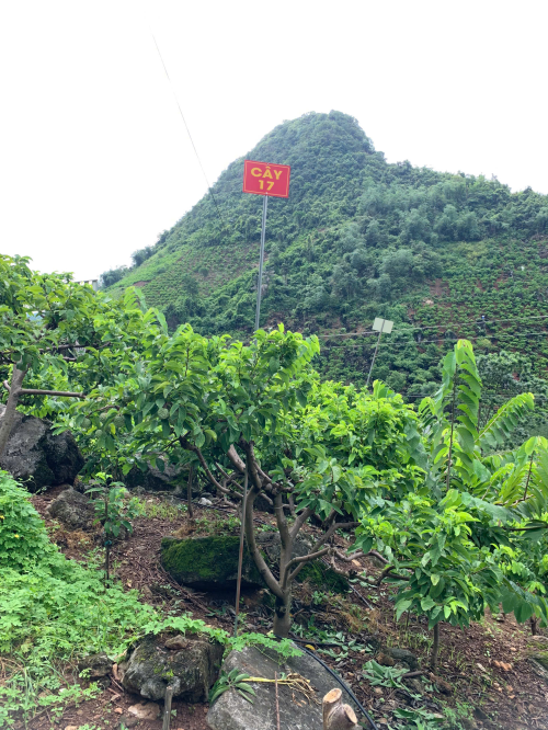 Na Chất Thảo 17
