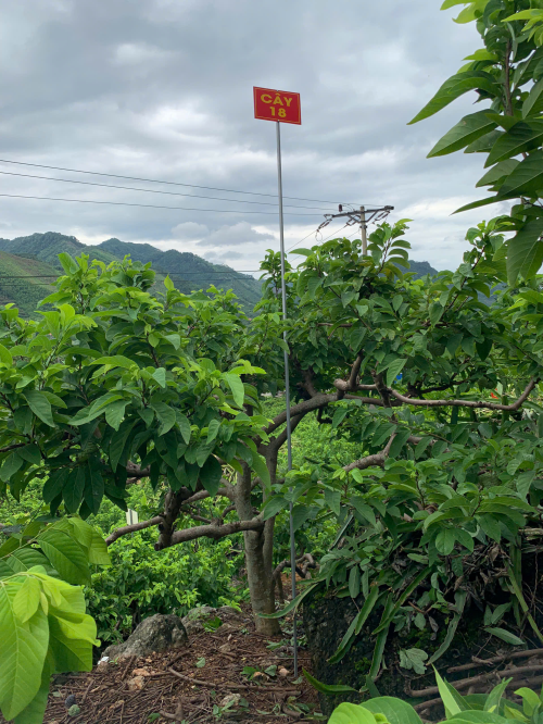 Na Chất Thảo 18