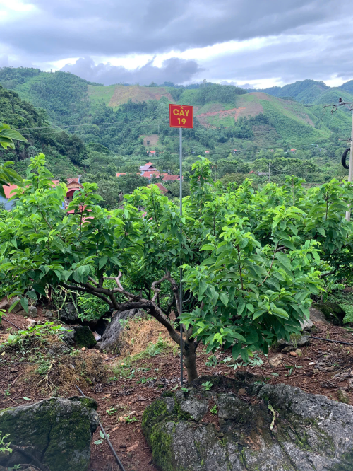 Na Chất Thảo 19