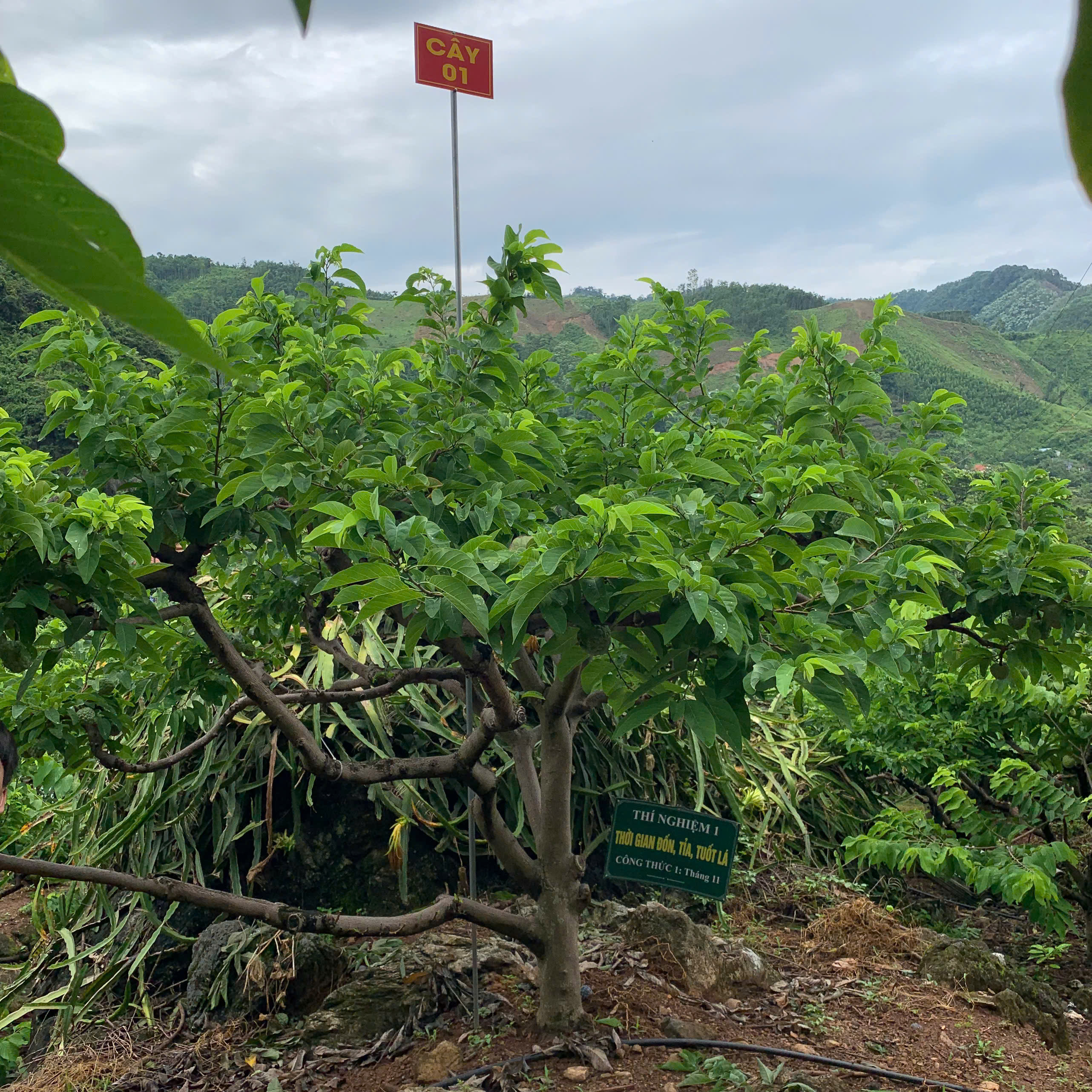 Na Chất Thảo 01