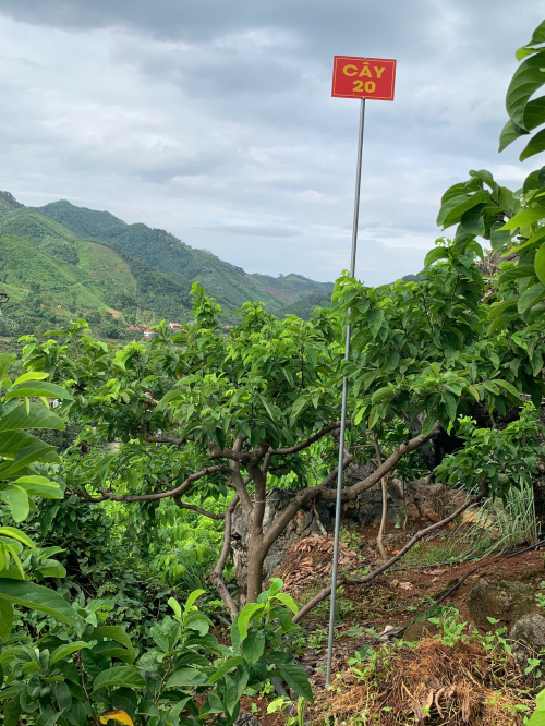 Na Chất Thảo 20
