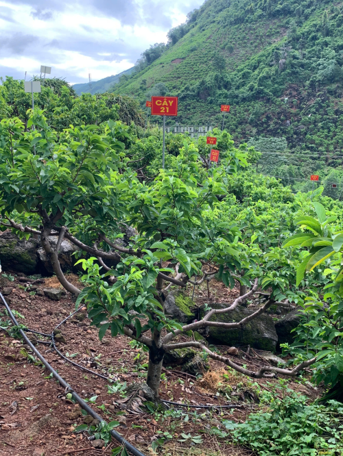 Na Chất Thảo 21