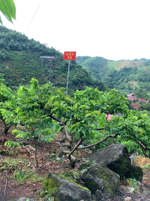 Na Chất Thảo 22