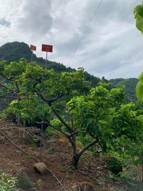 Na Chất Thảo 23