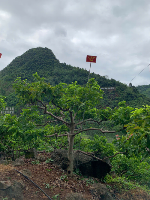 Na Chất Thảo 24