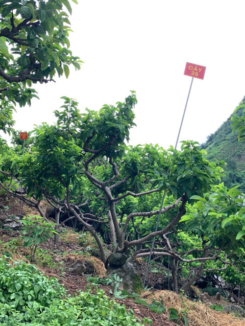 Na Chất Thảo 25