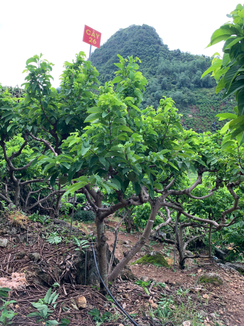 Na Chất Thảo 26