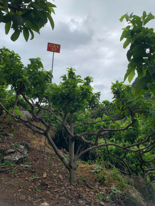 Na Giang Hoan 87