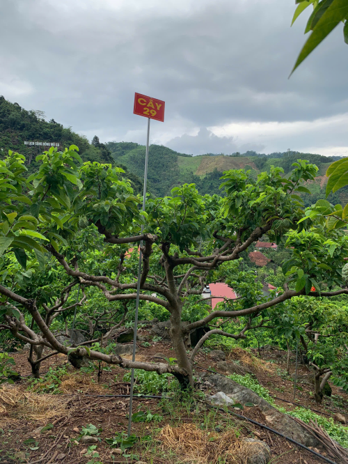 Na Chất Thảo 30