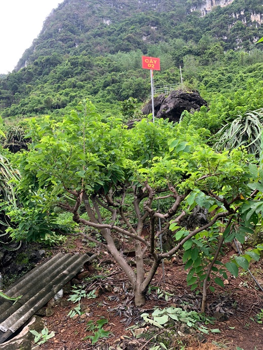 Na Chất Thảo 02
