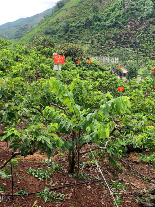 Na Chất Thảo 33