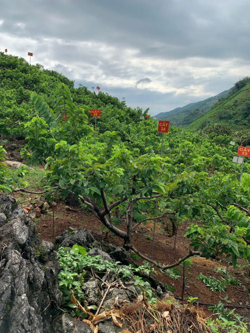 Na Chất Thảo 34