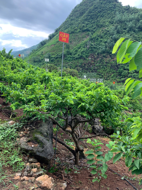 Na Chất Thảo 35