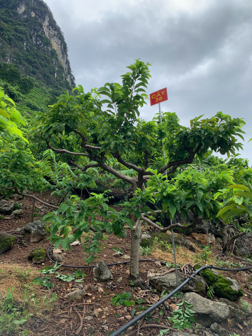 Na Chất Thảo 36