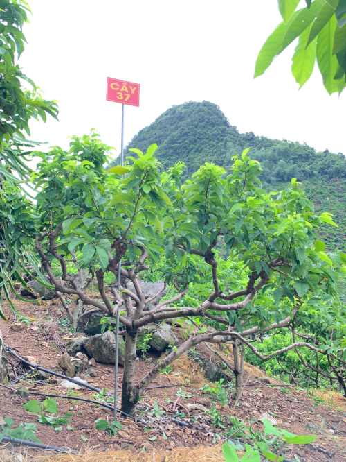 Na Chất Thảo 37