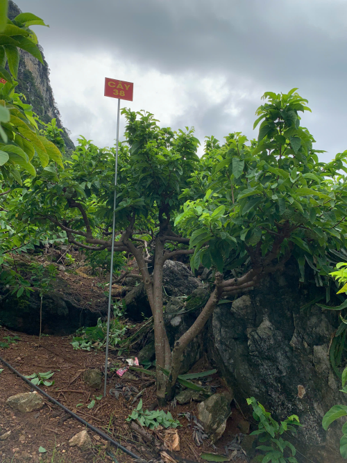 Na Chất Thảo 38