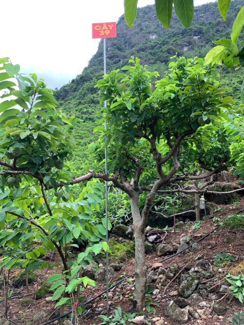 Na Chất Thảo 39