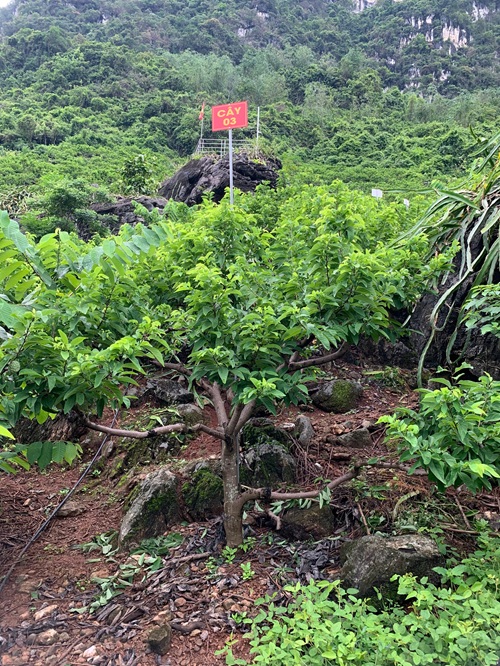 Na Chất Thảo 03