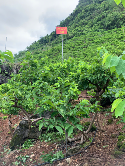 Na Chất Thảo 40