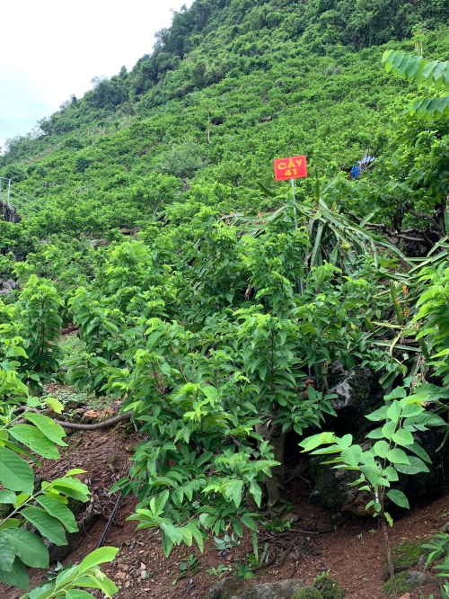 Na Chất Thảo 41