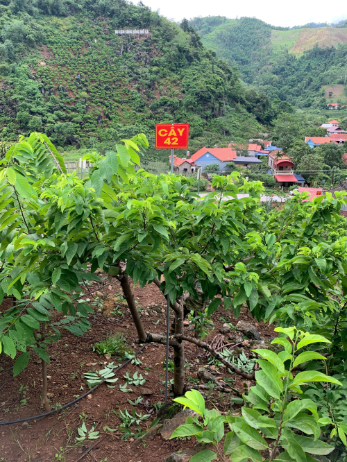 Na Chất Thảo 42