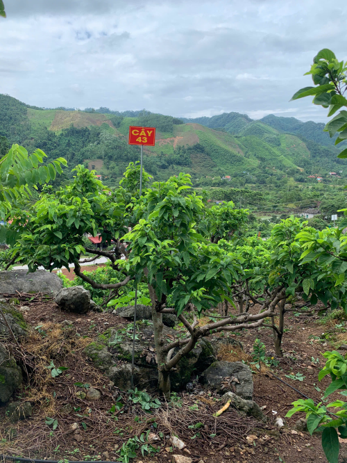 Na Chất Thảo 43