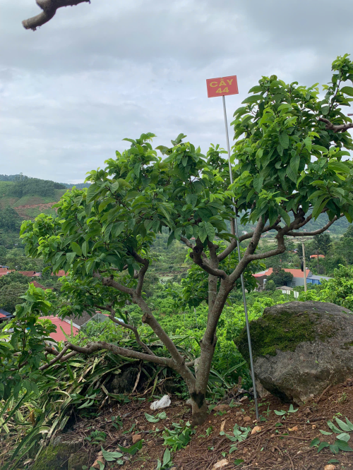 Na Chất Thảo 44
