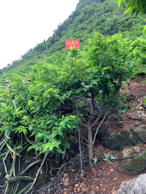 Na Chất Thảo 45