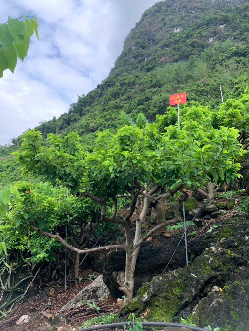 Na Chất Thảo 46