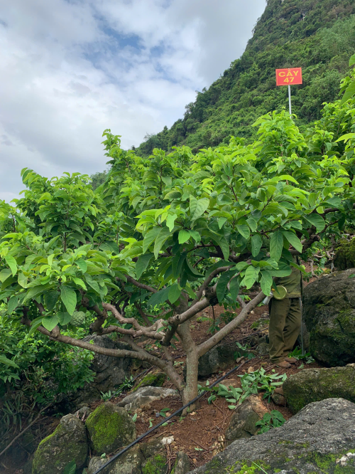 Na Chất Thảo 47