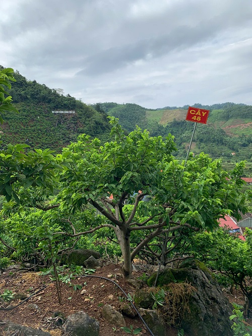 Na Chất Thảo 48