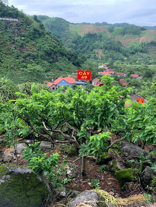 Na Chất Thảo 49