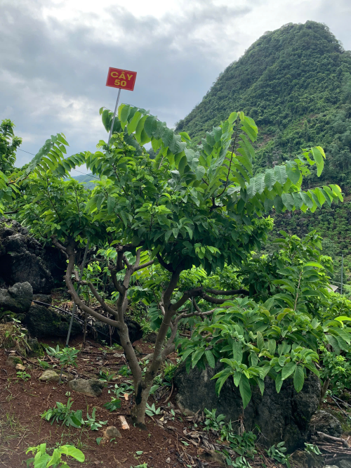 Na Chất Thảo 50