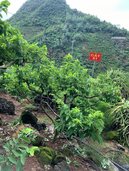 Na Chất Thảo 51