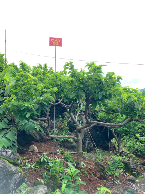 Na Chất Thảo 52