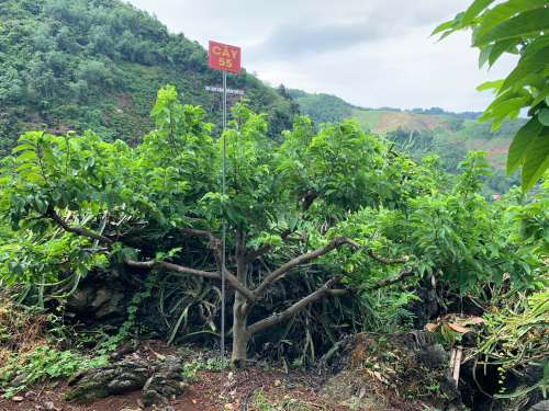 Na Chất Thảo 55