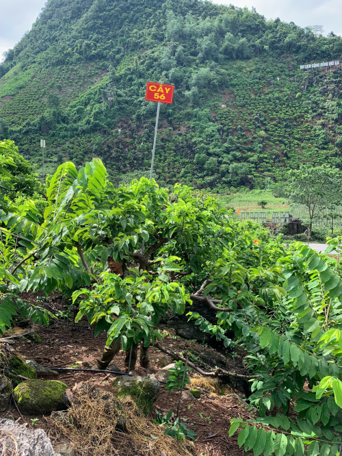 Na Chất Thảo 56
