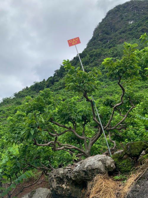 Na Chất Thảo 57